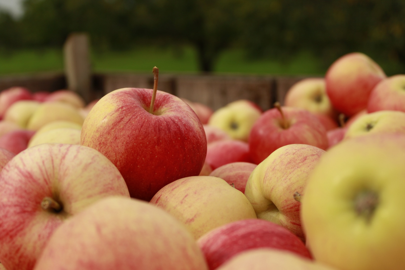 Apple harvest