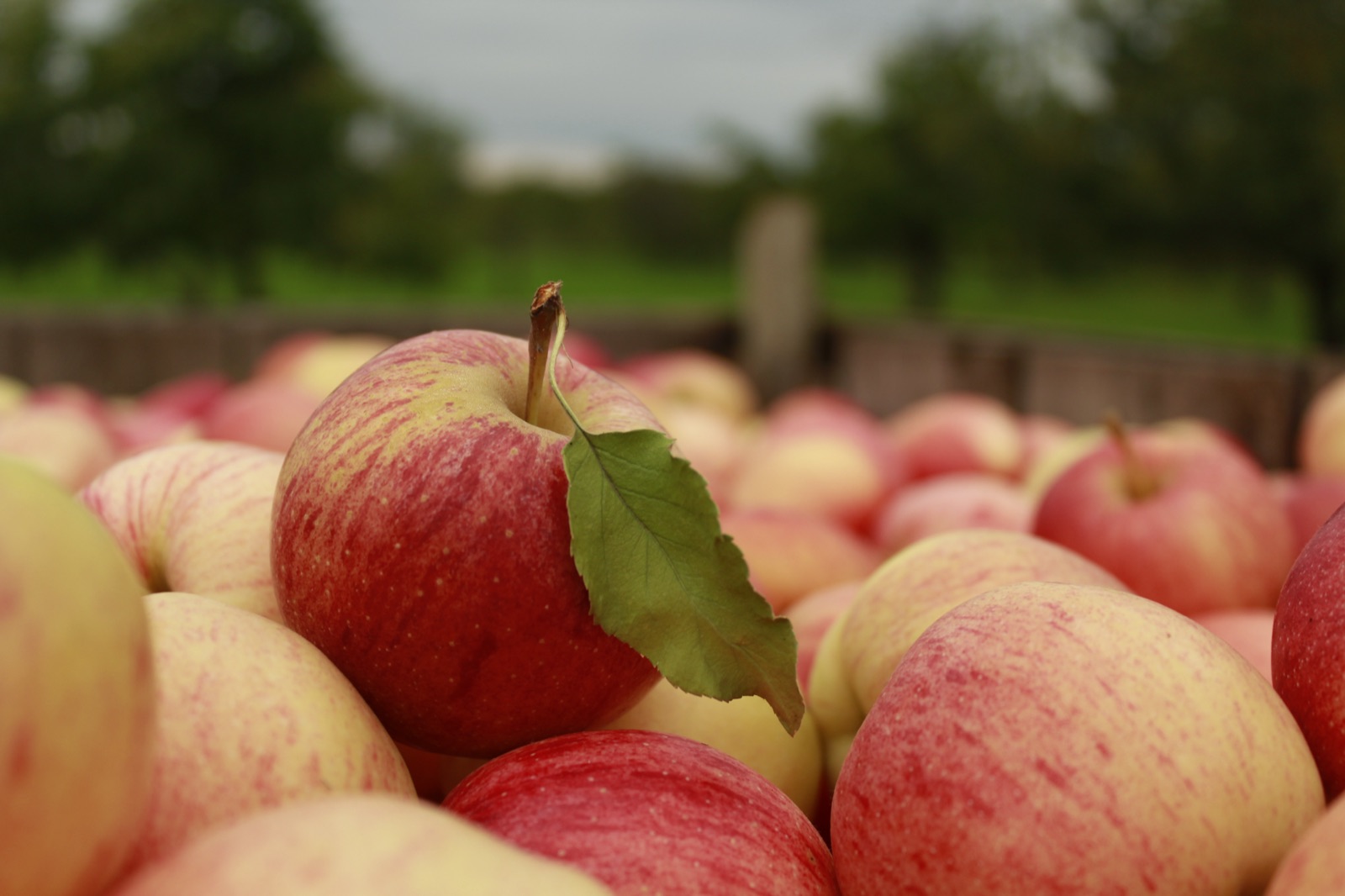 Apples