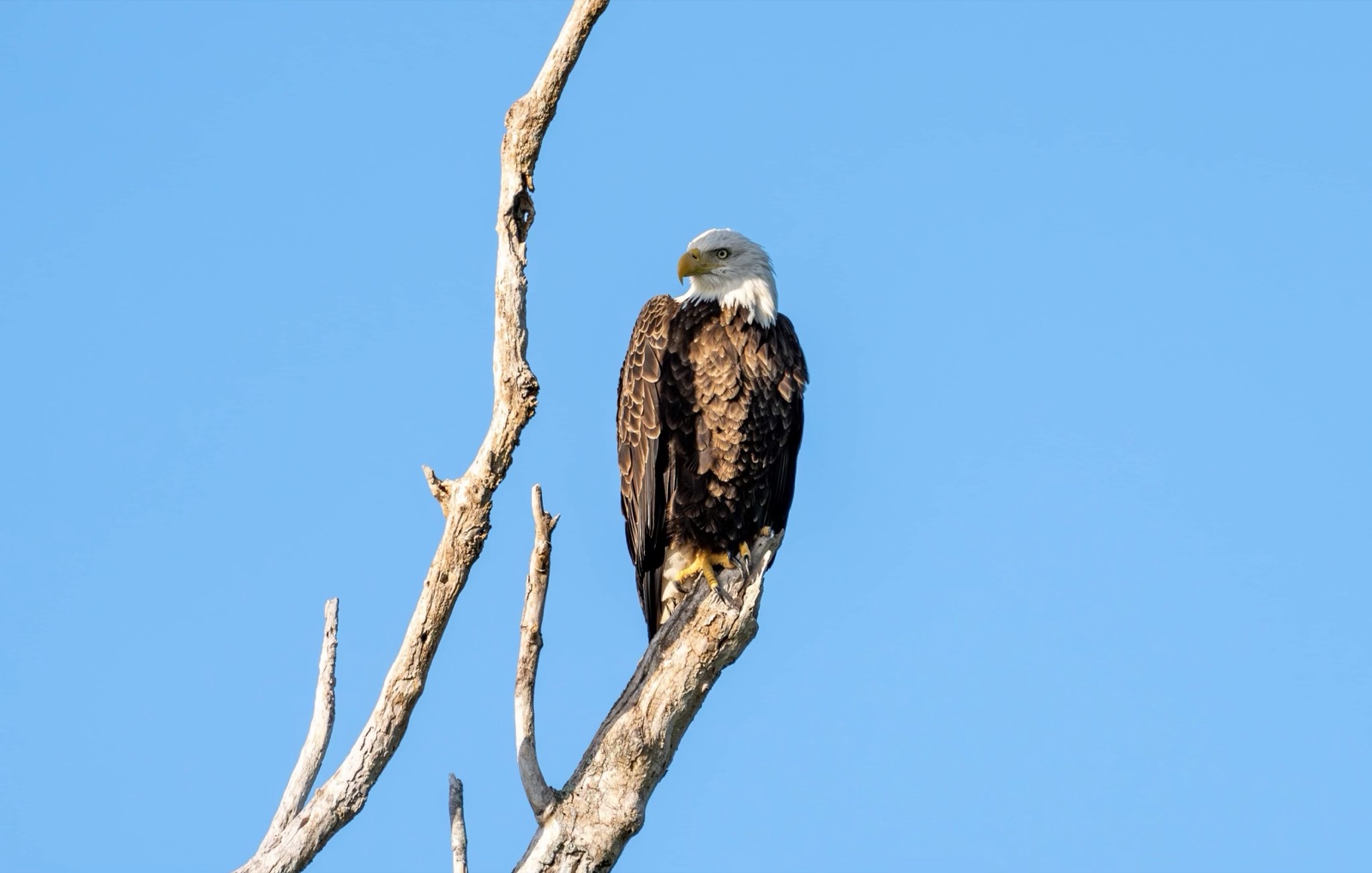 Bald eagle