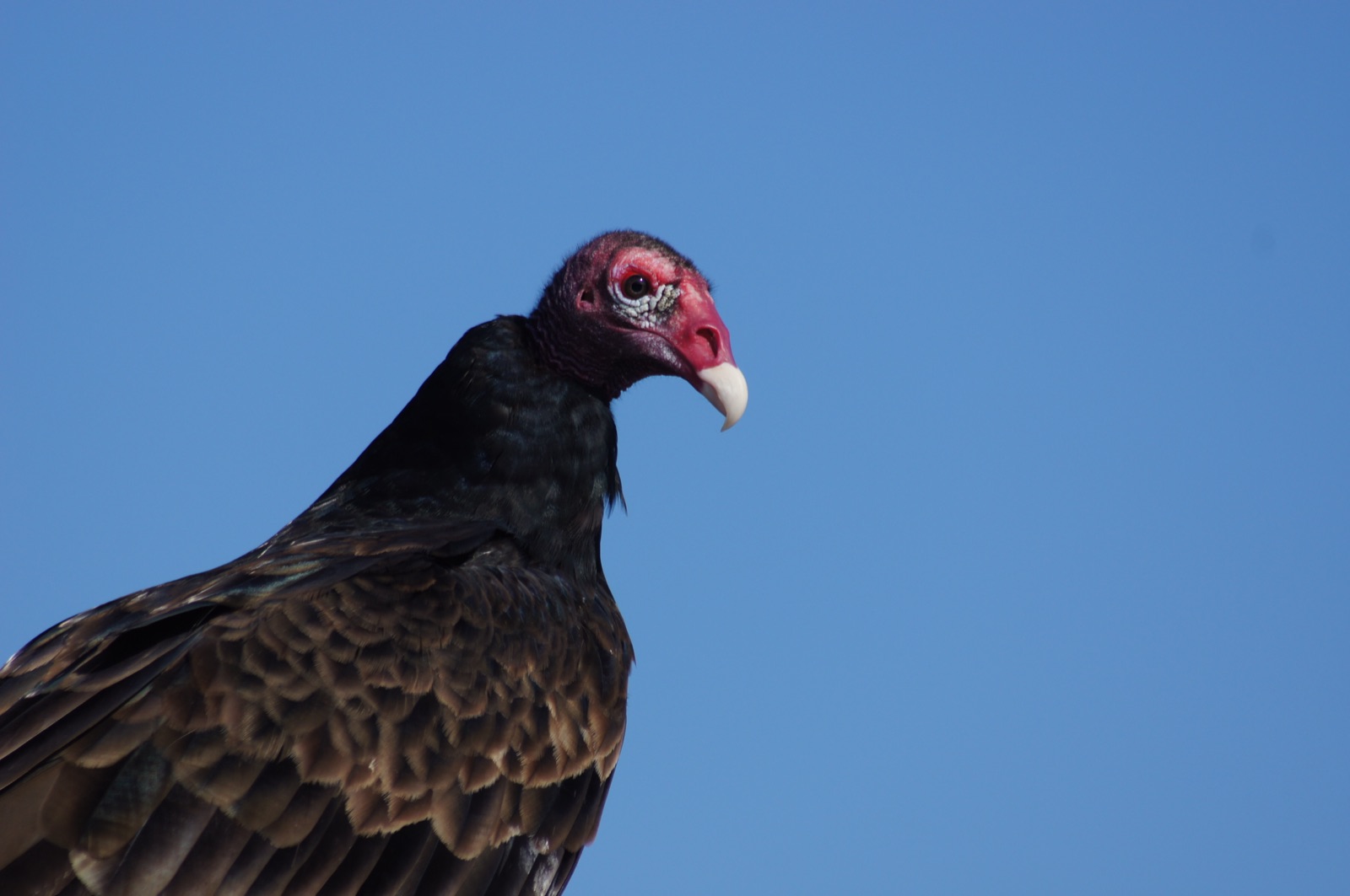 Turkey vulture