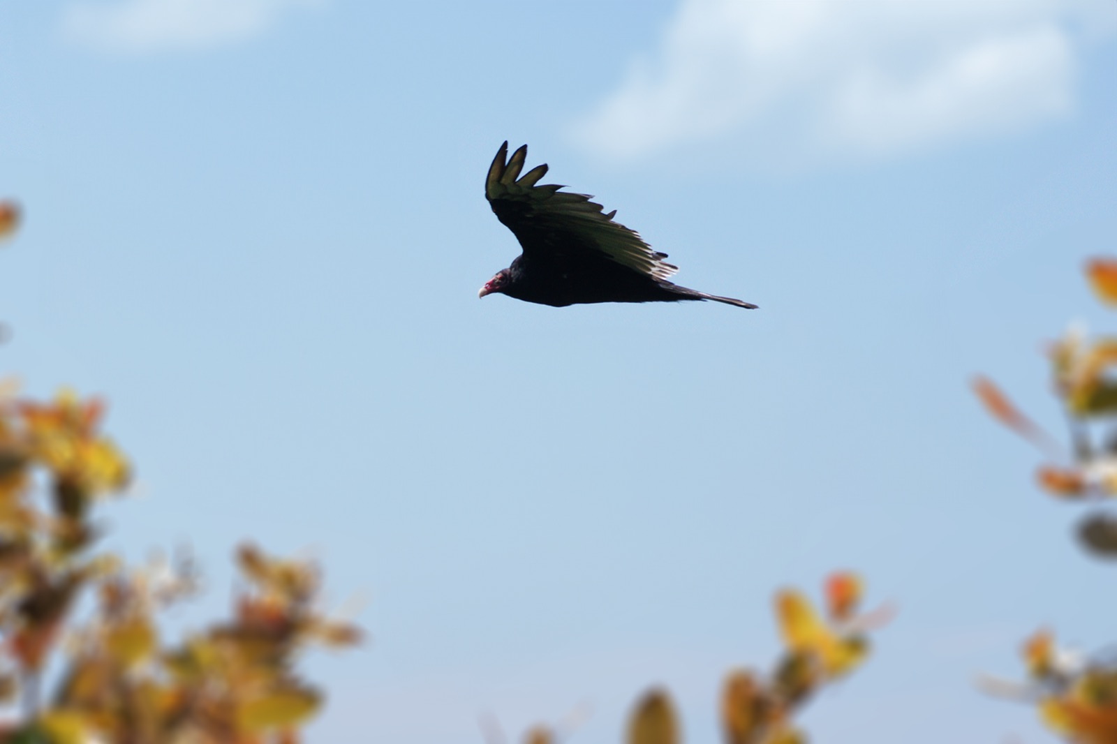 Vulture in flight