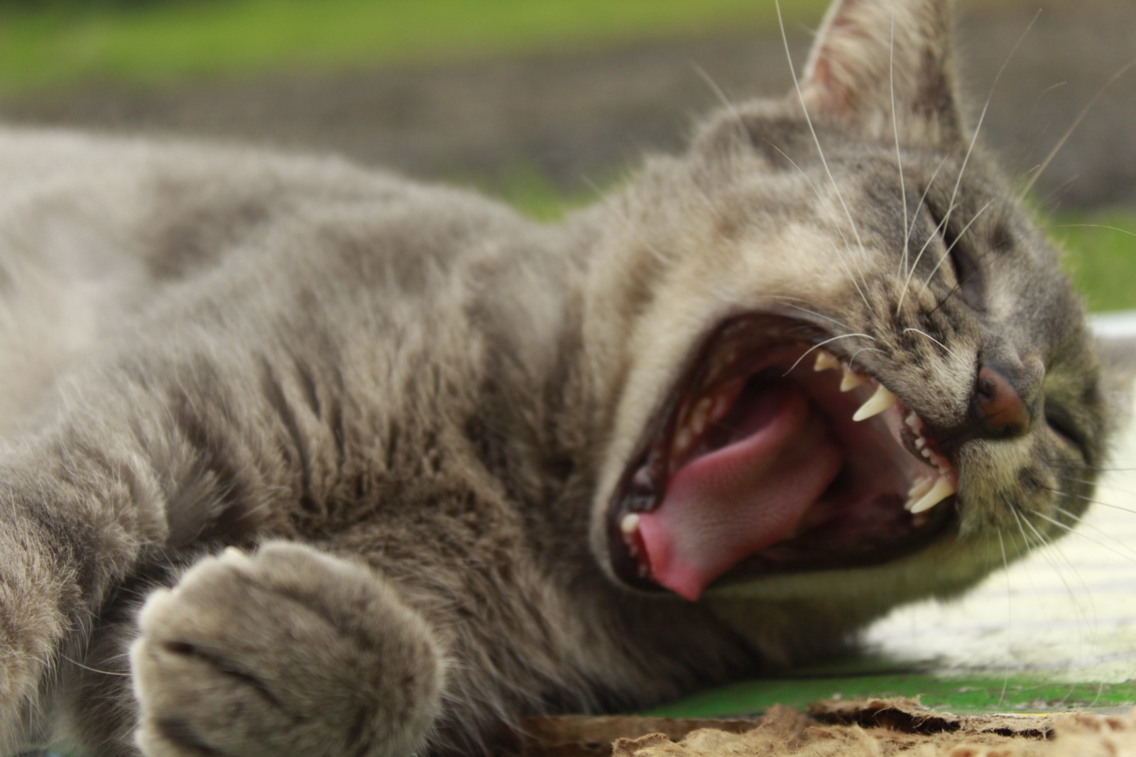 Big yawn